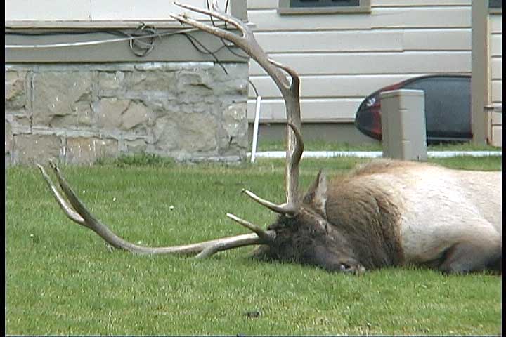 elkf0202.jpg
